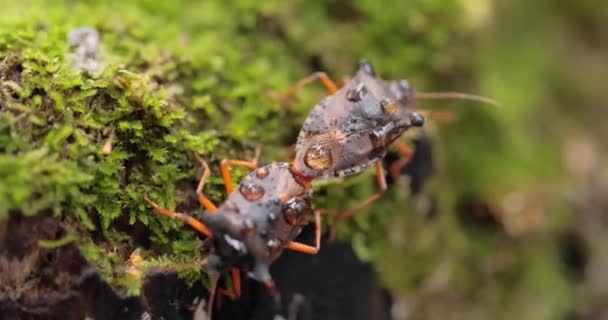 Pentatoma Rufipes Una Especie Insecto Familia Pentatomidae Comúnmente Encontrada Mayor — Vídeos de Stock
