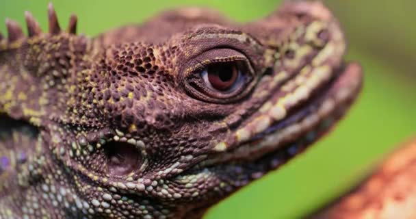 Lagarto Velero Filipino Lagarto Cresta Lagarto Aleta Vela Lagarto Acuático — Vídeos de Stock