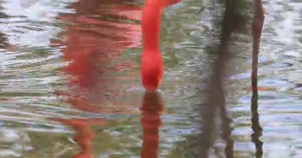 Flamingo Phoenicopteridae Zijn Een Familie Van Vogels Uit Orde Der — Stockvideo