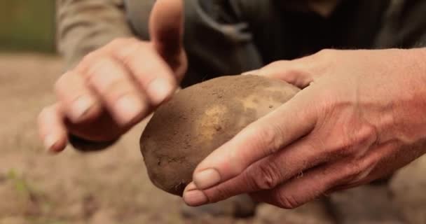 Agricultor Inspecciona Cosecha Patatas Manos Manchadas Con Tierra — Vídeos de Stock