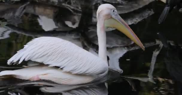 Pelikan Dalmatyński Pelecanus Crispus Jest Największym Członkiem Rodziny Pelikanów Być — Wideo stockowe