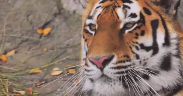 Siberian Tiger Close Siberian Tiger Also Called Amur Tiger Manchurian — Stock Video