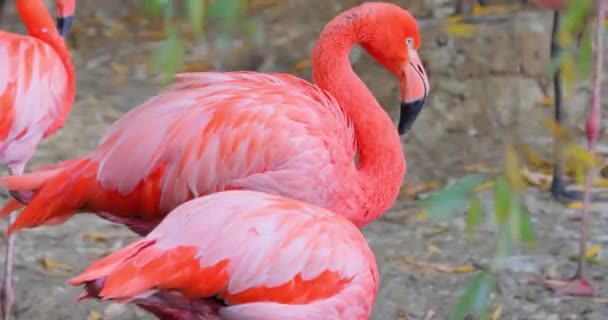 Flamingi Lub Flamingi Rodzajem Brodzącego Ptaka Rodziny Fenicopteridae Jedynej Rodziny — Wideo stockowe