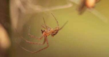 Bir örümceğin makro görüntüsü kurbanı yakaladı ve bir ağa sardı..