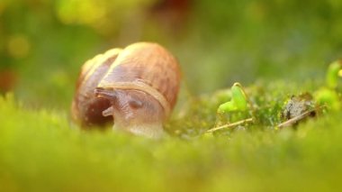 Gün batımında yavaşça sürünen bir salyangozun yakın çekimi..
