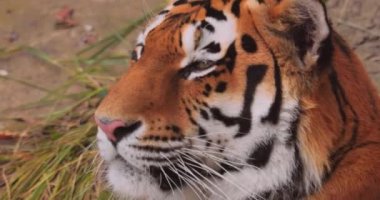 Sibirya kaplanı. Yaklaş. Sibirya kaplanına ayrıca Amur kaplanı, Mançurya kaplanı, Kore kaplanı ve Ussurian kaplanı adı verildi..