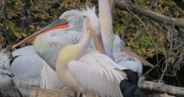 Dalmaçya pelikanı (Pelecanus crispus), pelikan familyasının en büyük üyesi ve belki de dünyanın en büyük tatlı su kuşudur..