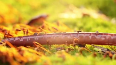 Solucan, Clitellata sınıfına ait, Oligochaeta, phylum Annelida cinsinden bir omurgasızdır. Bir tüp içinde vücut planı sergiliyorlar..