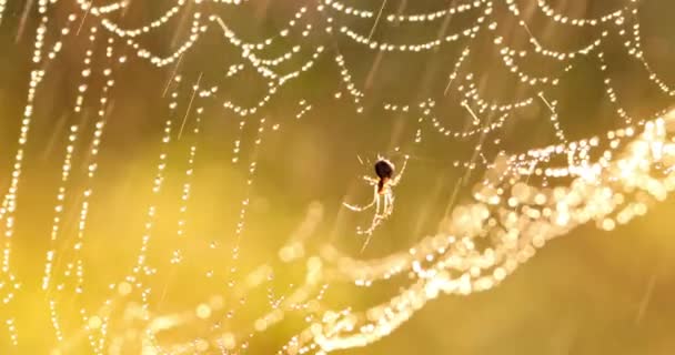 Gotas Lluvia Telaraña Telarañas Pequeñas Gotas Lluvia — Vídeos de Stock