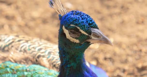 Peafowl Pavo Cristatus Também Conhecido Como Peafowl Comum Peafowl Azul — Vídeo de Stock