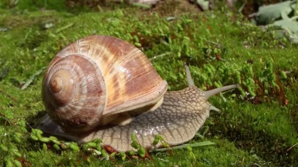 Helix Pomatiaまた ローマのカタツムリ ブルゴーニュカタツムリ 食用カタツムリやエスカルゴは 家族の中で大規模な 空気呼吸土地カタツムリ 陸上のプルモンテの胃の軟体動物の種です — ストック動画