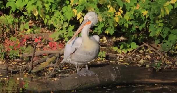 Dalmaçya Pelikanı Pelecanus Crispus Pelikan Familyasının Büyük Üyesi Belki Dünyanın — Stok video