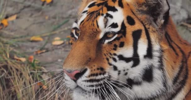 Sibiřský Tygr Zblízka Sibiřský Tygr Také Jmenoval Amur Tygr Mandžuský — Stock video