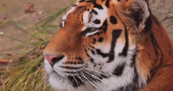 Syberyjski Tygrys Zamknij Się Tygrys Syberyjski Nazywano Również Tygrysem Amurskim — Wideo stockowe