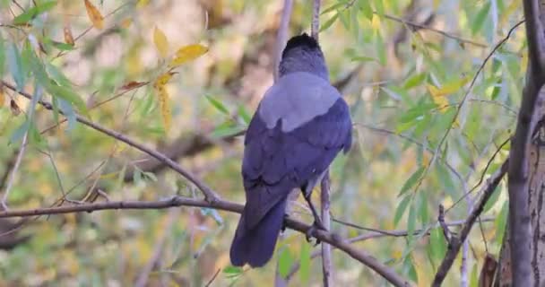Kruk Corvus Corone Czarny Ptak Gałęzi — Wideo stockowe