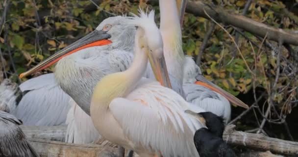 Dalmát Pelikán Pelecanus Crispus Pelikán Család Legnagyobb Tagja Talán Világ — Stock videók