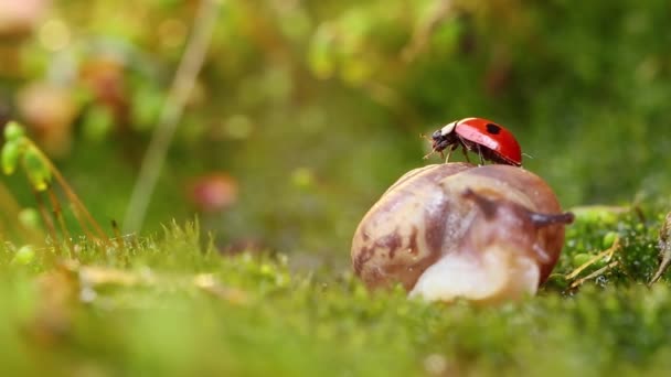 Close Wildlife Snail Ladybug Sunset Sunlight — Stock Video