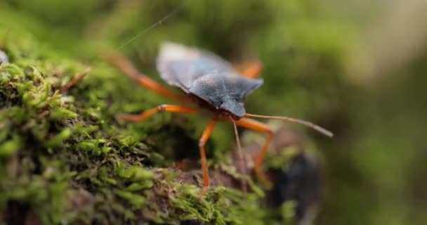 Pentatoma Rufipes Pentatoma Rufipes Est Une Espèce Punaises Famille Des — Video