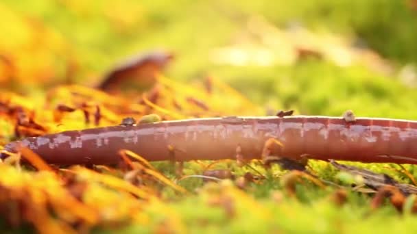 Ein Regenwurm Ist Ein Irdisches Wirbelloses Tier Das Zur Klasse — Stockvideo