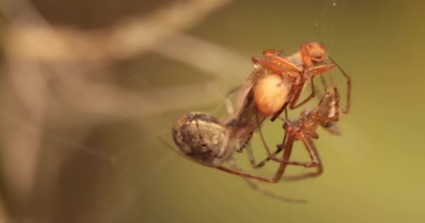 Primer Plano Macro Disparo Dos Arañas Lucha Por Víctima Capturada — Vídeos de Stock