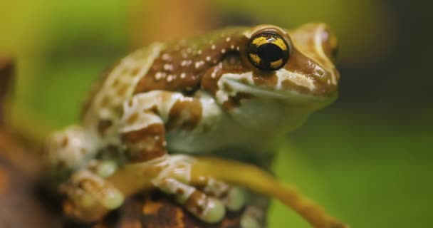 Αποστολή Χρυσό Eyed Βάτραχος Δέντρο Amazon Βάτραχος Γάλα Trachycephalus Resinifictrix — Αρχείο Βίντεο