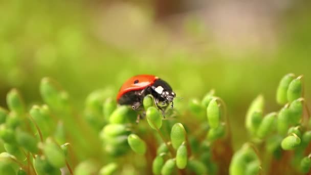 Zbliżenie Dzikiej Przyrody Biedronki Zielonej Trawie Lesie Makroosm Dziczy Coccinella — Wideo stockowe