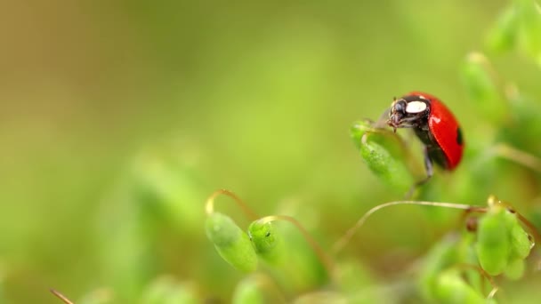 Primer Plano Vida Silvestre Una Mariquita Hierba Verde Bosque Macrocosmos — Vídeos de Stock