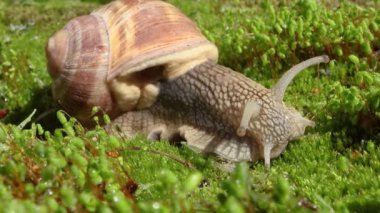 Helix pomatia ayrıca Romalı salyangoz, Burgundy salyangozu, yenilebilir salyangoz veya salyangoz, Helicidae familyasından bir karasal pulmonat yumuşakçasıdır..
