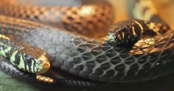 Spilotes Pullatus Κοινώς Γνωστό Caninana Φίδι Κοτόπουλο Κίτρινο Φίδι Αρουραίων — Αρχείο Βίντεο
