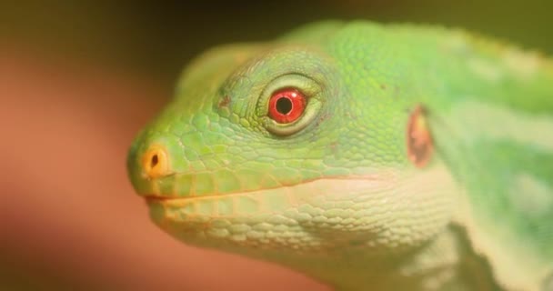 Brachylophus Fasciatus Uma Espécie Arbórea Lagarto Endémico Das Ilhas Lau — Vídeo de Stock