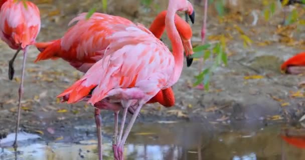 Flamingi Lub Flamingi Rodzajem Brodzącego Ptaka Rodziny Fenicopteridae Jedynej Rodziny — Wideo stockowe