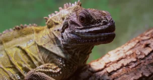 Lagarto Velero Filipino Lagarto Cresta Lagarto Aleta Vela Lagarto Acuático — Vídeos de Stock