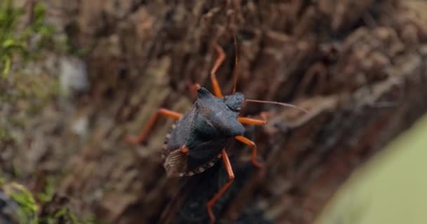 Pentatoma Rufipes Uma Espécie Insetos Coleópteros Polífagos Pertencente Família Pentatomidae — Vídeo de Stock