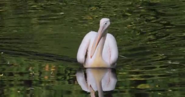 Pelikan Dalmatyński Pelecanus Crispus Jest Największym Członkiem Rodziny Pelikanów Być — Wideo stockowe