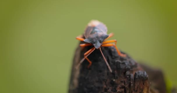 Pentatoma Rufipes Een Schildwants Uit Familie Pentatomidae Pentatomidae Het Bewoont — Stockvideo