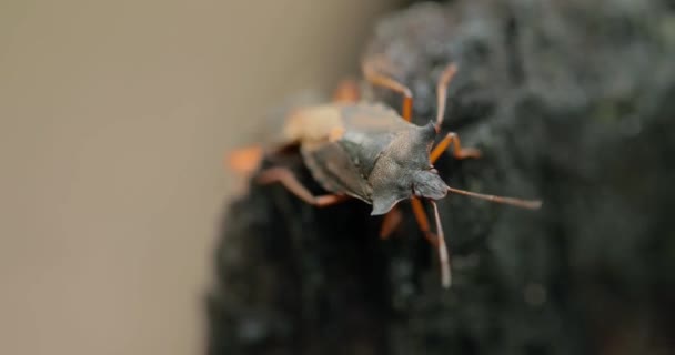 Insetto Delle Foreste Pentatoma Rufipes Linnaeus Linnaeus 1758 Uccello Della — Video Stock