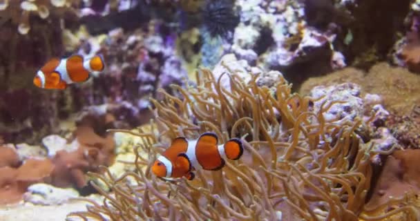 Peces Tópicos Agua Salada Anemonefish Los Peces Payaso Pez Anémona — Vídeos de Stock