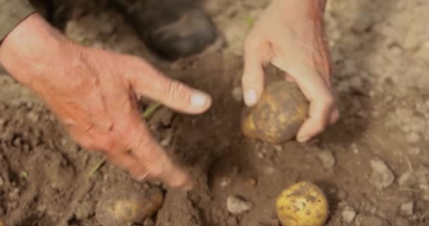 Agricultor Inspeciona Sua Colheita Batatas Mãos Manchadas Com Terra — Vídeo de Stock