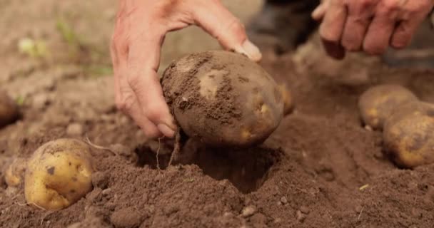 Agricultor Inspecciona Cosecha Patatas Manos Manchadas Con Tierra — Vídeos de Stock