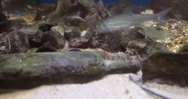 Su kirliliğiyle ilgili çevresel sorunlar. Su kirliliği, genellikle insan faaliyetlerinin bir sonucu olarak, su maddelerinin kirlenmesidir..