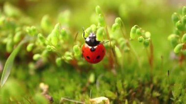 Ormandaki yeşil çimlerde bir uğur böceğinin yakın çekimi. Vahşi doğadaki makrokozmoz. Coccinella septempunctata, yedi noktalı uğur kuşu, Avrupa 'nın en yaygın uğur böceğidir..
