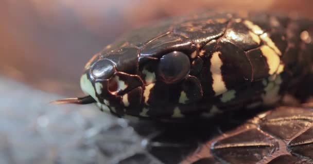 螺旋藻spilotes Pullatus 俗称金丝雀黄鼠蛇chicken Snake 是美洲暖化地区特有的一种大型无毒蛇 图库视频影像 C Cookelma 螺旋藻spilotes Pullatus 俗称金丝雀黄鼠蛇chicken Snake 是美洲暖化地区特有的一种大型无毒蛇 图库视频影像 C Cookelma