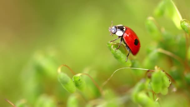 Primer Plano Vida Silvestre Una Mariquita Hierba Verde Bosque Macrocosmos — Vídeos de Stock