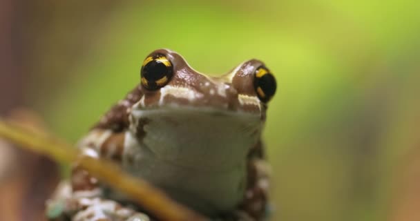 Лягушка Золотыми Глазами Амазонская Молочная Лягушка Trachycephalus Resinifictrix Является Большим — стоковое видео