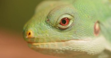 Lau banded iguana (Brachylophus fasciatus), Fiji takımadalarının doğu kesimindeki Lau Adalarına özgü bir kertenkele türü..