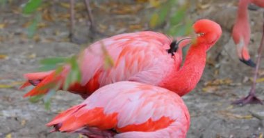 Flamingolar, Phoenicopteridae familyasından Phoenicopteridae familyasından bir kuş türü..