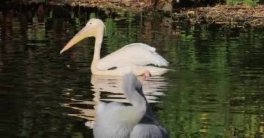 Dalmaçya pelikanı (Pelecanus crispus), pelikan familyasının en büyük üyesi ve belki de dünyanın en büyük tatlı su kuşudur..