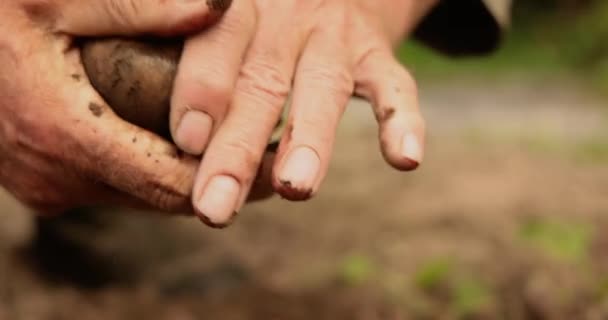 Фермер Осматривает Урожай Картофельных Рук Испачканных Землей — стоковое видео