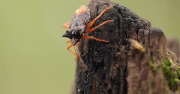 森林虫 Forest Bug或Red Legged Shieldbug 缩写为 Pentatoma Rufipes 是一种在欧洲大部分地区常见的盾虫 它生活在森林 — 图库视频影像