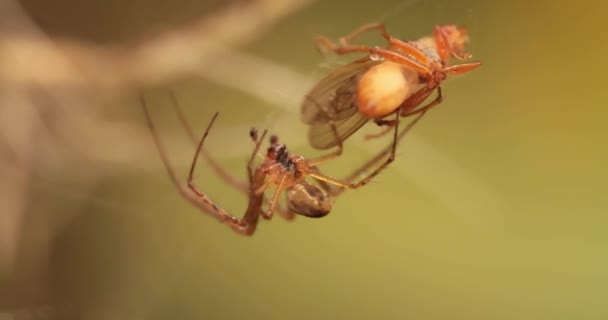 一只蜘蛛的宏观特写抓住了受害者 用蜘蛛网把它包起来 — 图库视频影像